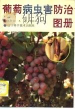 葡萄病虫害防治图册 1993 PDF电子版封面 7538116656 赵奎华等主编