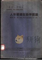 上海第一医学院 人体组织胚胎学图谱 1959 PDF电子版封面 组织胚胎教研组