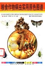 粮食作物病虫实用原色图谱 1998 PDF电子版封面 7534921570 高山松等主编