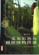玉米形态与超微结构图谱   1990  PDF电子版封面  7538109846  戴俊英主编 