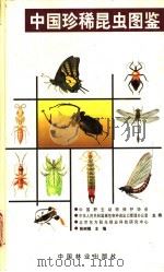 中国珍稀昆虫图鉴 1999 PDF电子版封面 7503820896 陈树椿主编