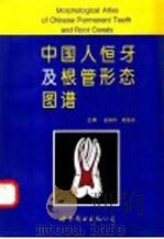 中国人恒牙及根管形态图谱 1995 PDF电子版封面 7506221837 岳保利,吴友农主编