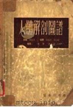 人体解剖贺谱 1954 PDF电子版封面 吴汝康主编