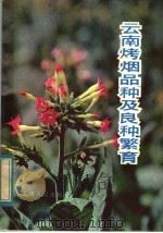 云南烤烟品种及良种繁育（1983 PDF版）