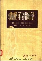 人体解剖图谱 第6版 1958 PDF电子版封面 14017·36 吴汝康主编;薛淑彬,杨淑敏编