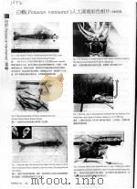 白虾 PENAEUS VANNAMEI 人工湠栽 PDF电子版封面 林明男