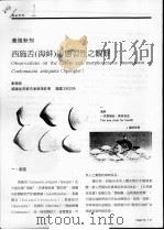 西施舌 海蚌 形态习性之观察 PDF电子版封面 刘德经