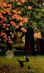 长春藤 1989 PDF电子版封面 年腊梅著
