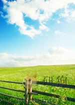 新华社新闻稿  第2204期   1956  PDF电子版封面     