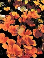 Annuals  THE TIME-LIFE ENCYCLOPEDIA OF GARDENING（ PDF版）