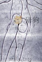 蒼い小さな話 1978.07 PDF电子版封面 大庭みな子